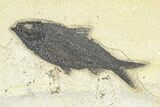 Multiple Fossil Fish (Knightia) Plate - Wyoming #292401-2